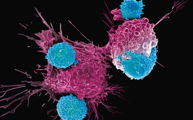 Cancer killing functionality of lesser-recognized immune cells