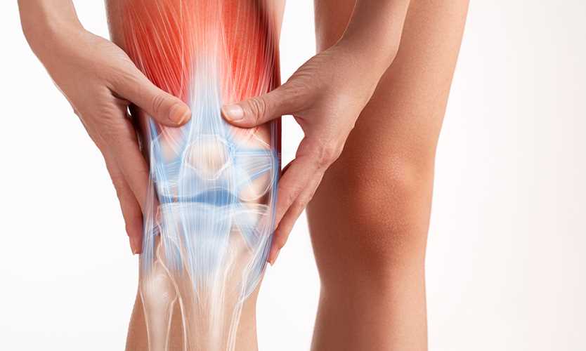 Driver escapes damage when saguaro cactus pierces windshield