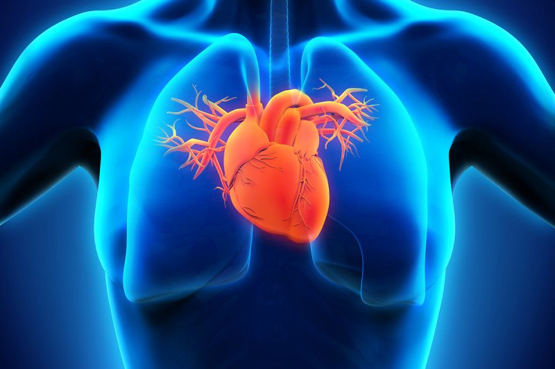 FDA have a look at links sure dog ingredients to feasible canine heart ailment