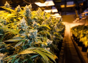 Shopping for Cannabis- What are The Key Things to Note?