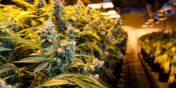 Shopping for Cannabis- What are The Key Things to Note?