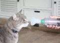 7 Things You Should Know About Feline Asthma